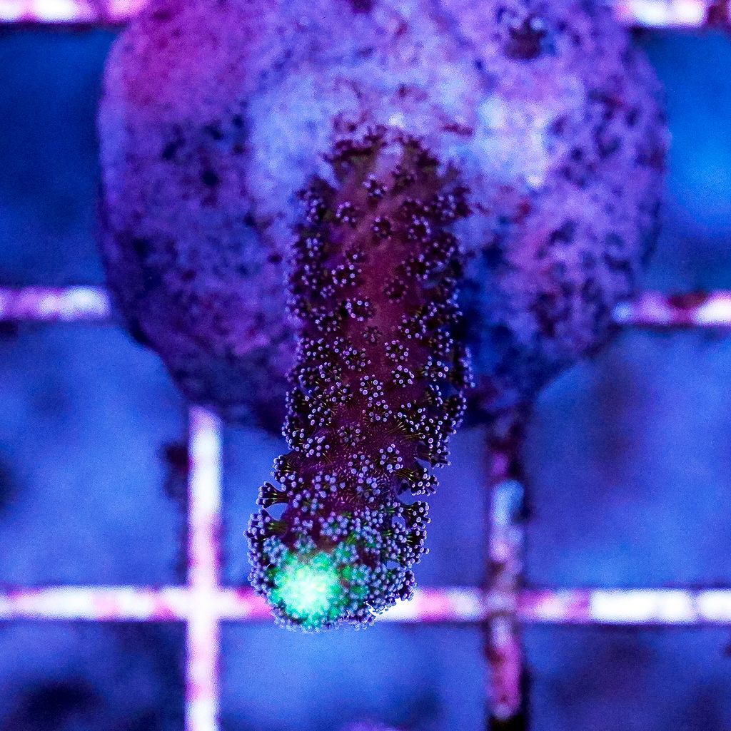 Stylophora Coral Frag - Almost WYSIWYG
