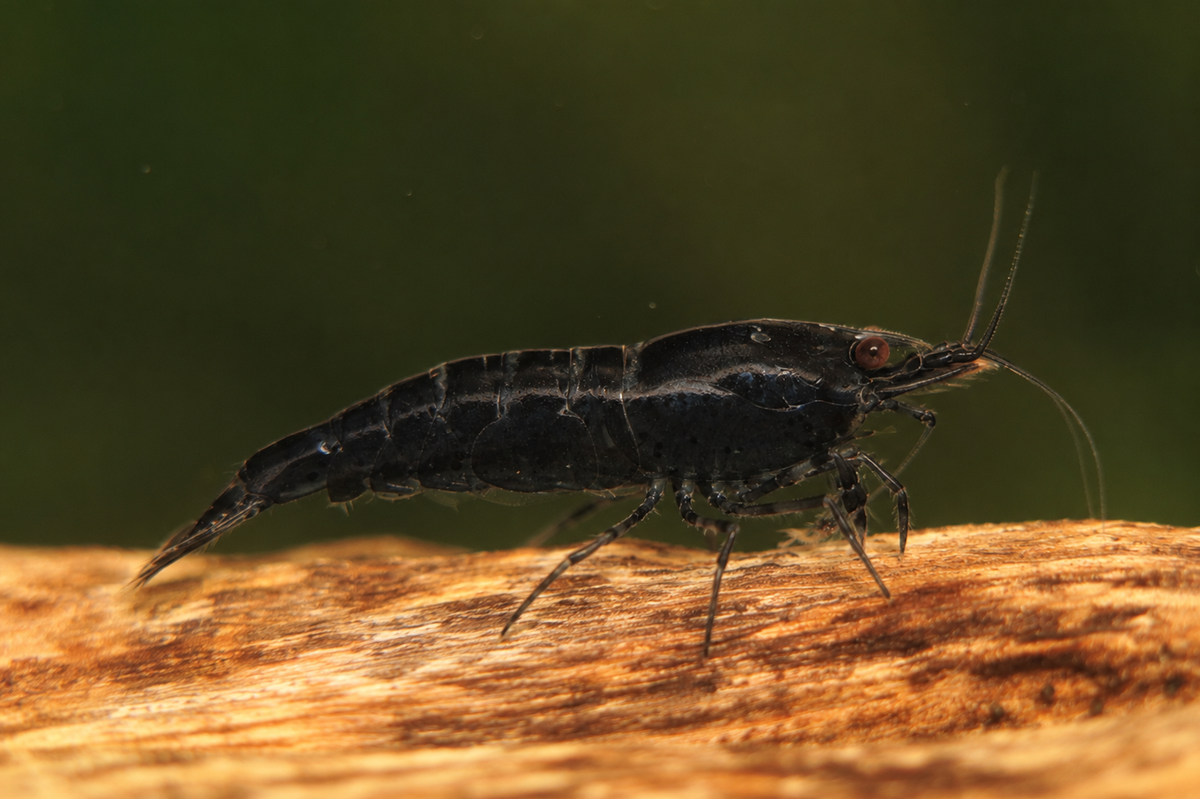 Black Sakura Shrimp