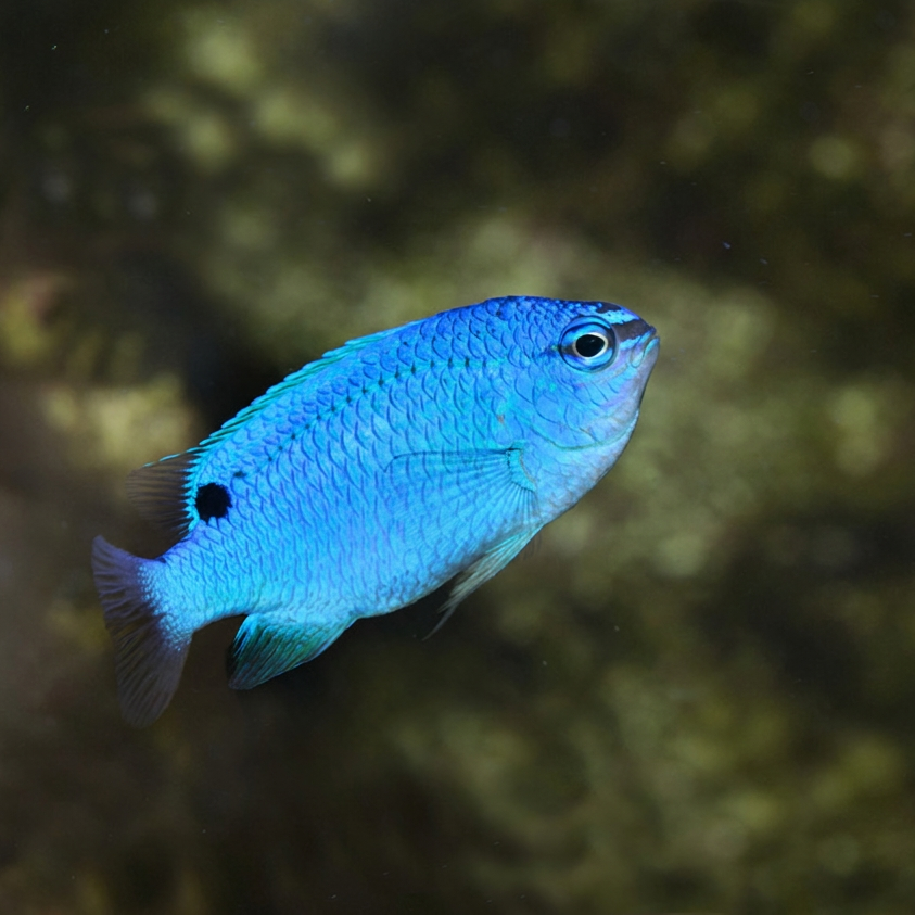 Blue Damselfish
