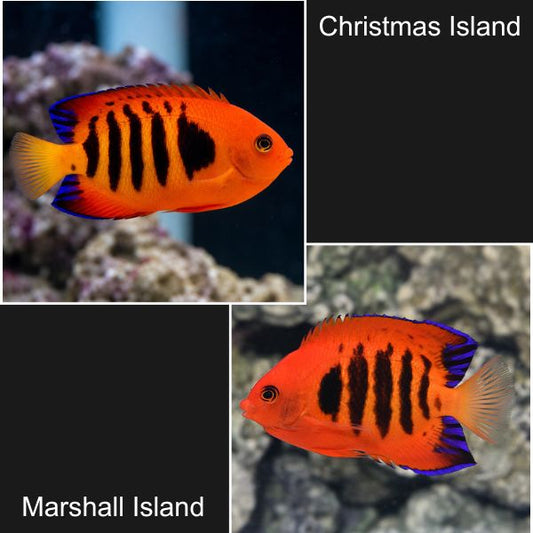 Flame Angelfish
