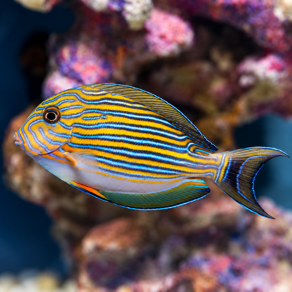 Clown Tang 3.25" WYSIWYG (Copy)