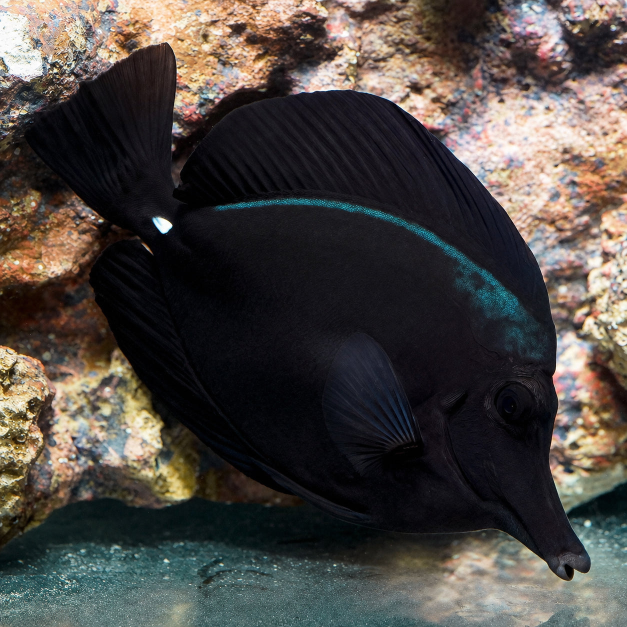 Black Longnose Tang 7" WYSIWYG