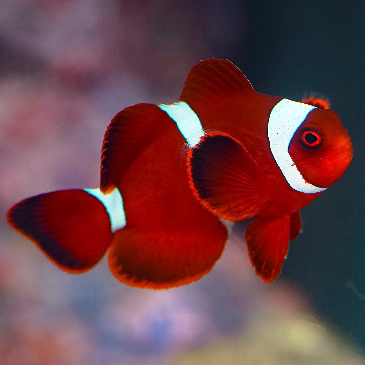 Maroon Clownfish 2" WYSIWYG