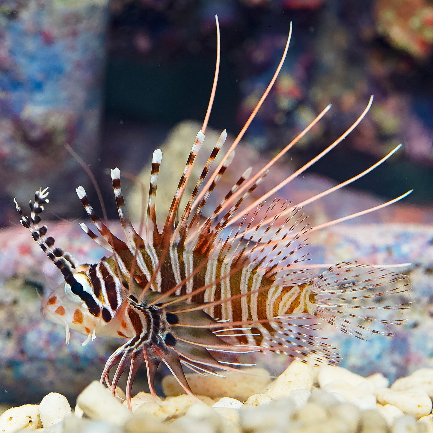 Antennata Lionfish 3" WYSIWYG