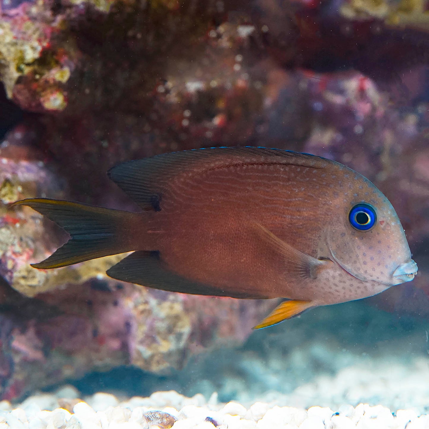 Two Spot Bristletooth Tang 3.5" WYSIWYG