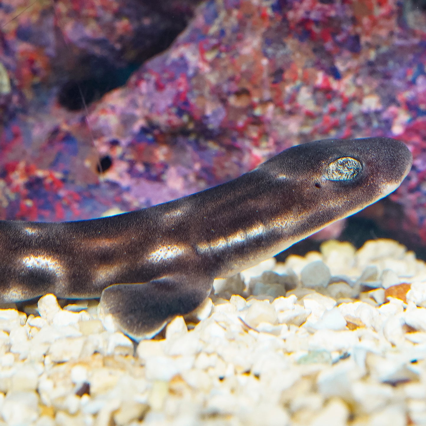 White Spotted Bamboo Cat Shark EXPERT ONLY 8.5" WYSIWYG