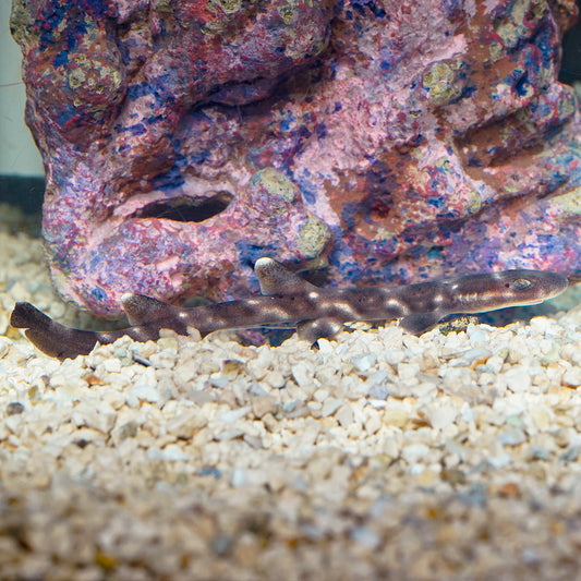 White Spotted Bamboo Cat Shark