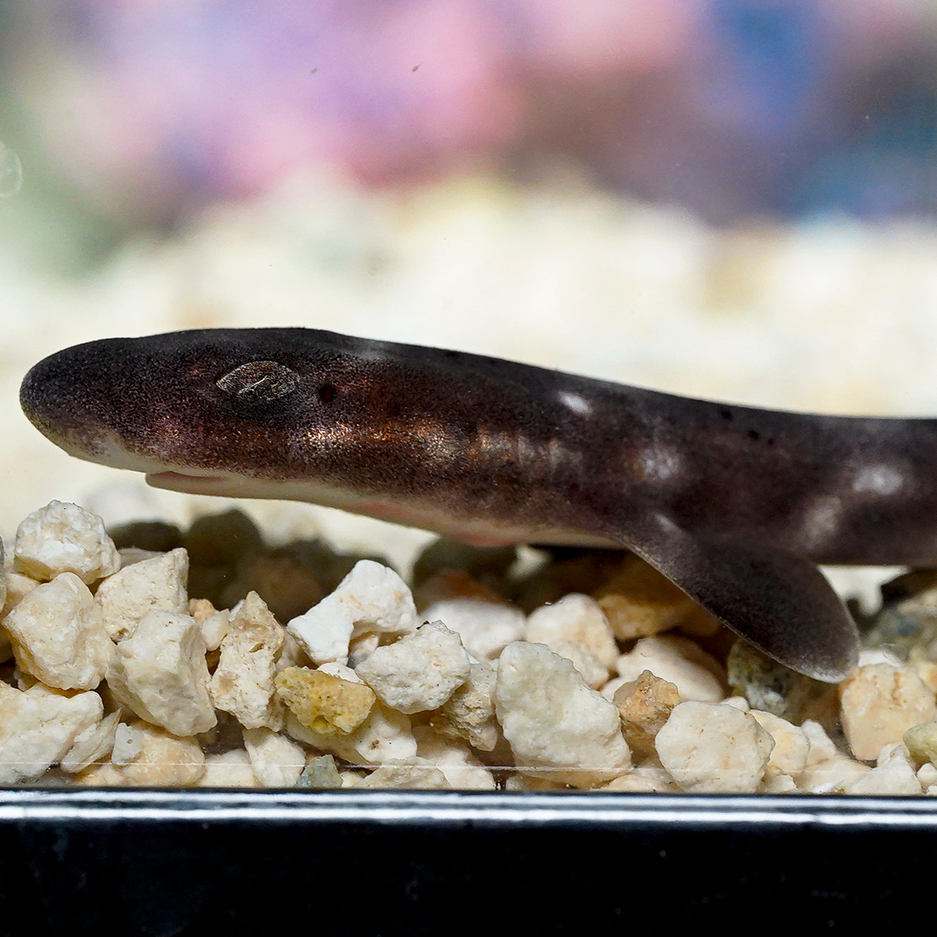 White Spotted Bamboo Cat Shark EXPERT ONLY 6.5" WYSIWYG
