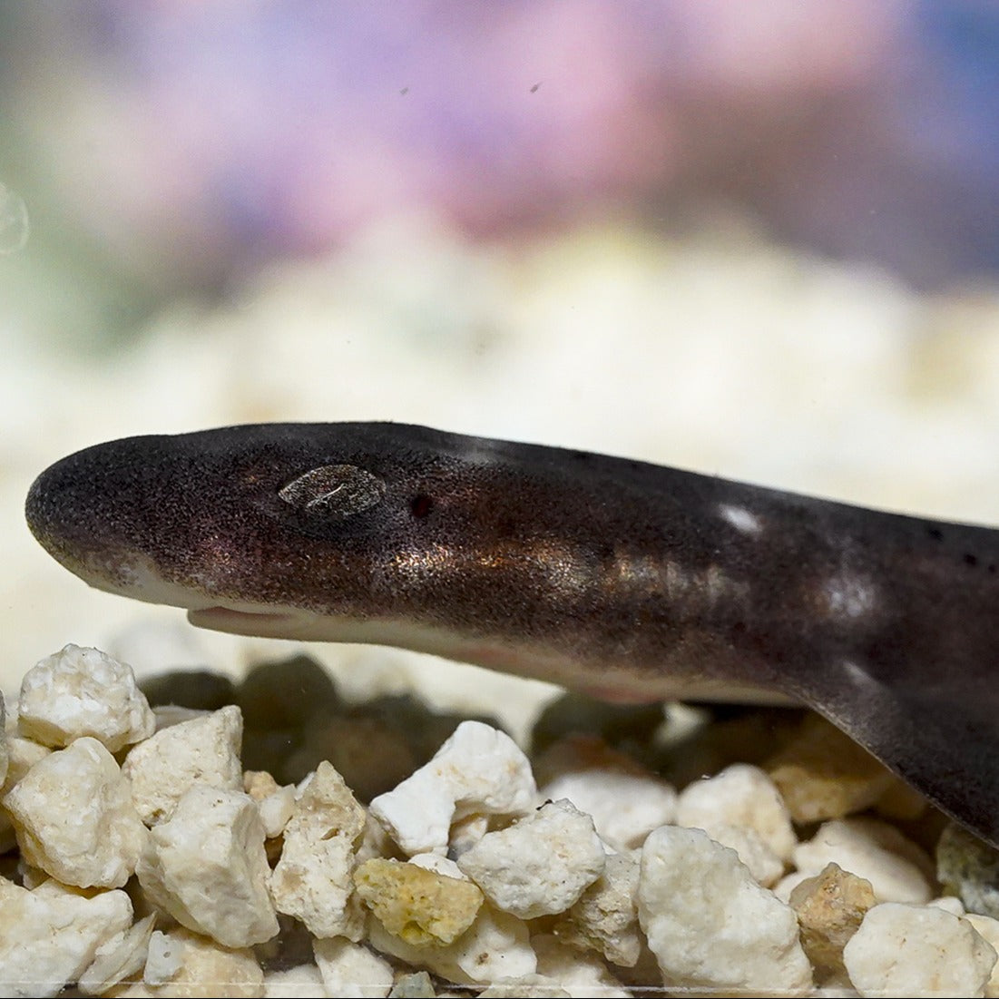 White Spotted Bamboo Cat Shark