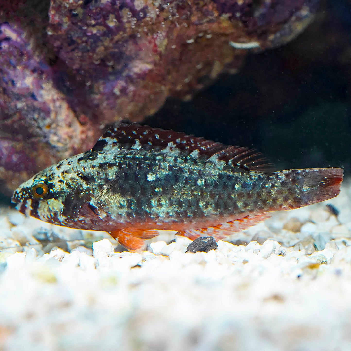 Bucktooth Parrotfish 3.5" WYSIWYG
