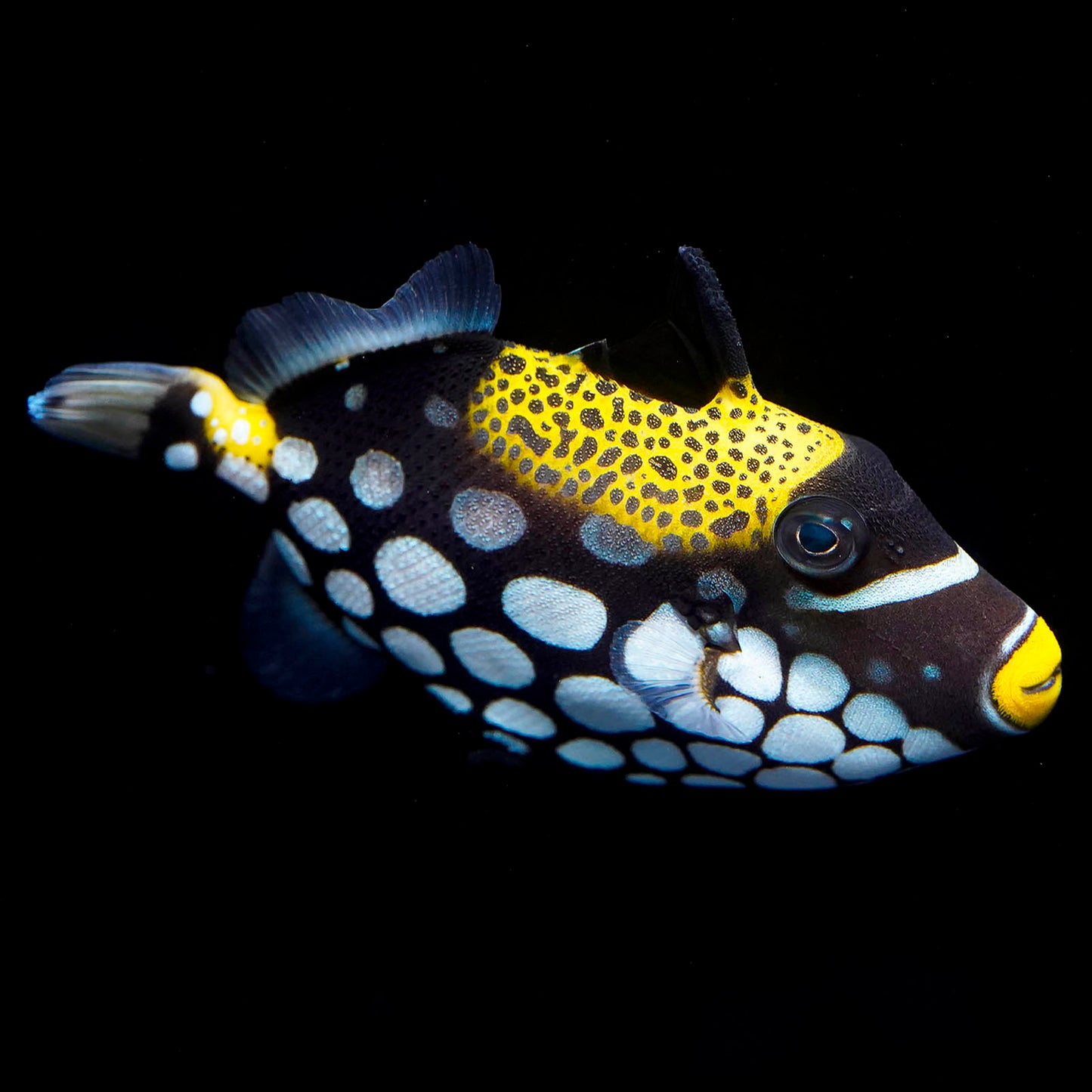 Clown Triggerfish 4" WYSIWYG