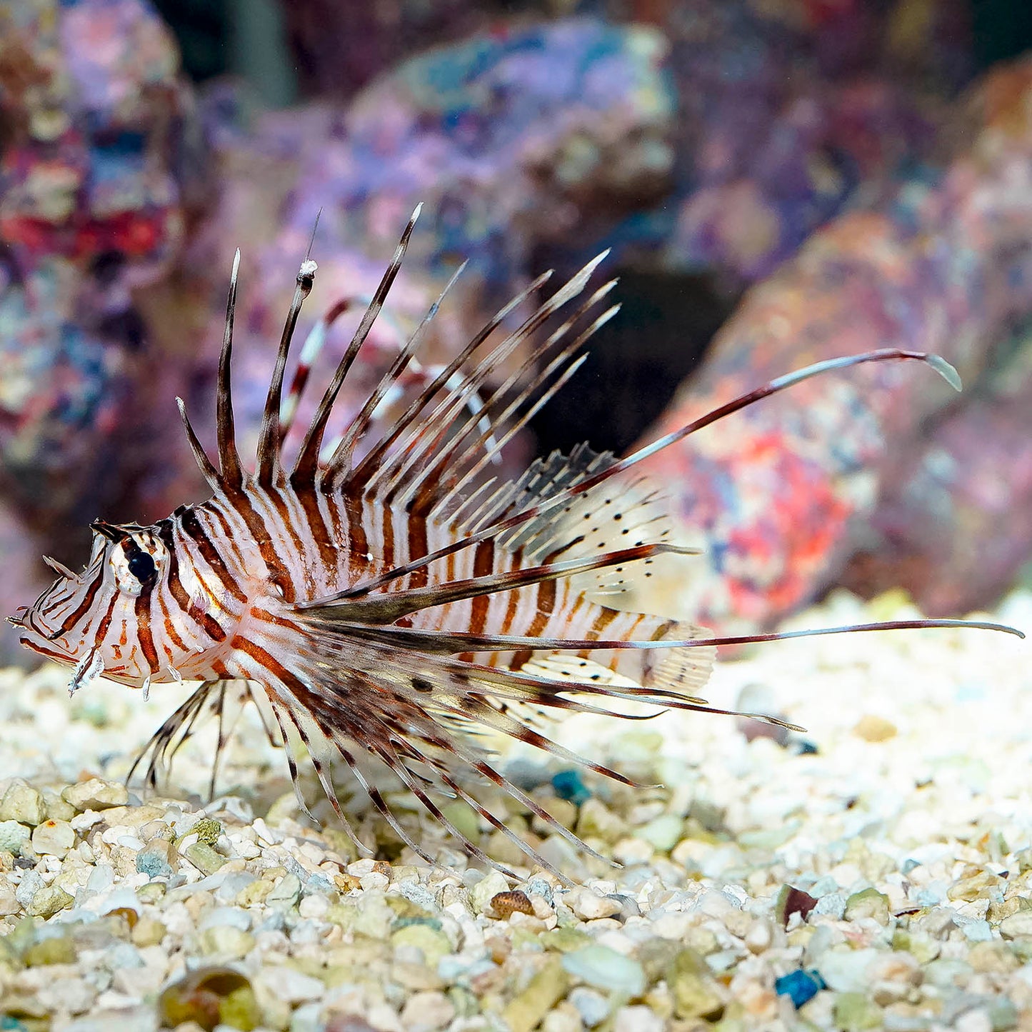 Volitan Lionfish 3.5" WYSIWYG