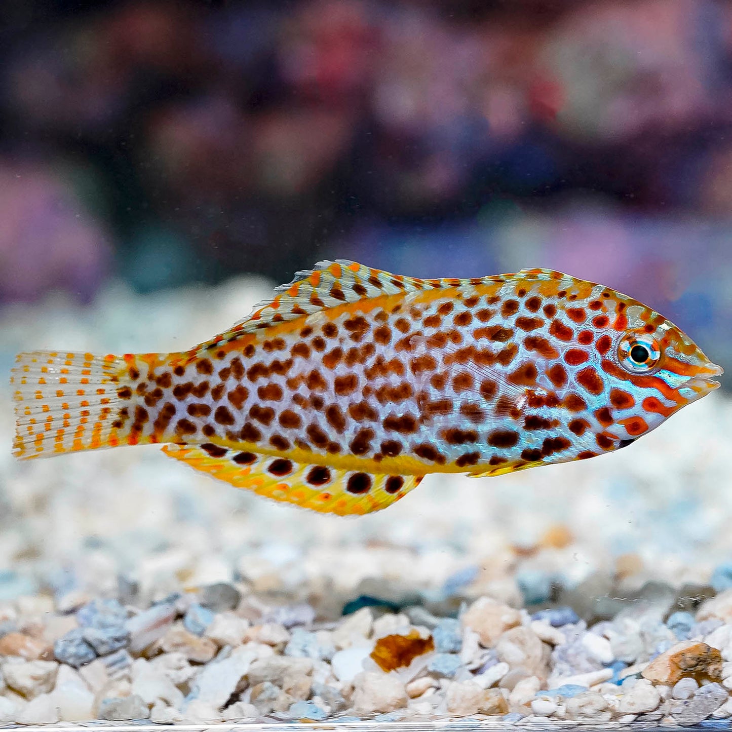 Leopard Wrasse EXPERT ONLY 3" WYSIWYG