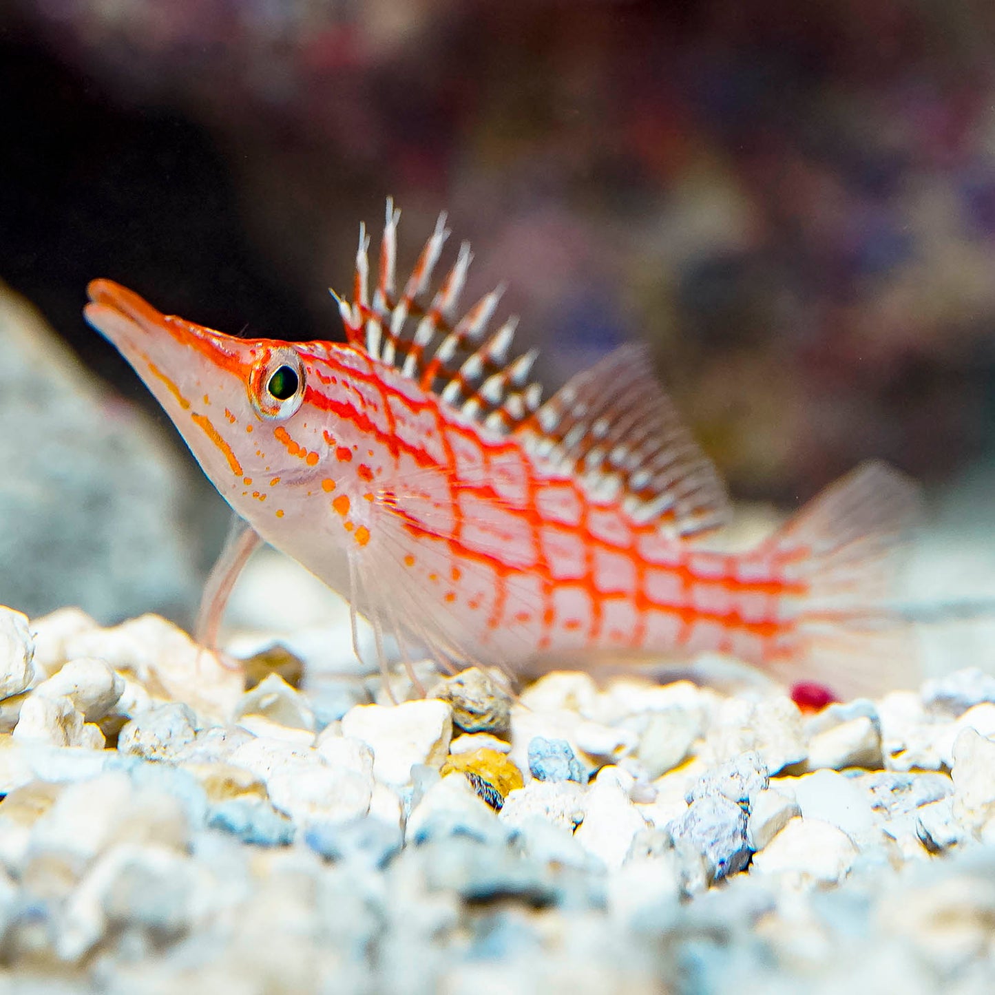 Longnose Hawkfish 2.75" WYSIWYG