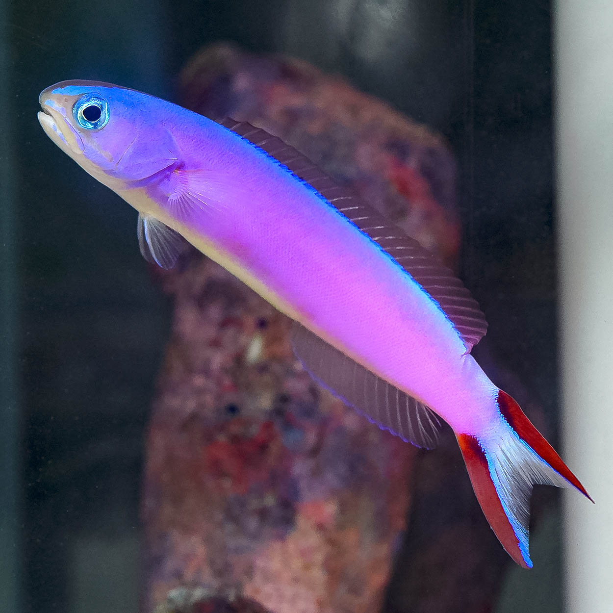 Purple Tilefish 4.5" WYSIWYG