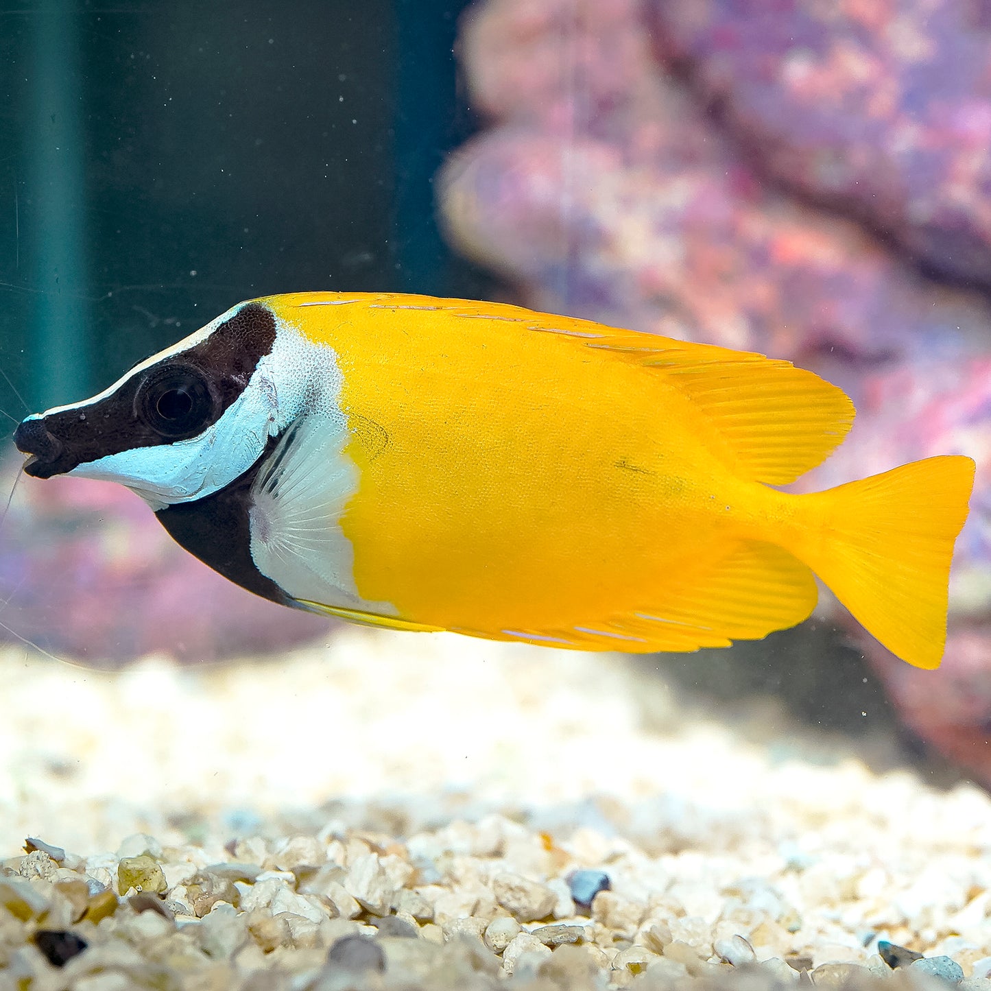 Foxface Lo 4.25" WYSIWYG