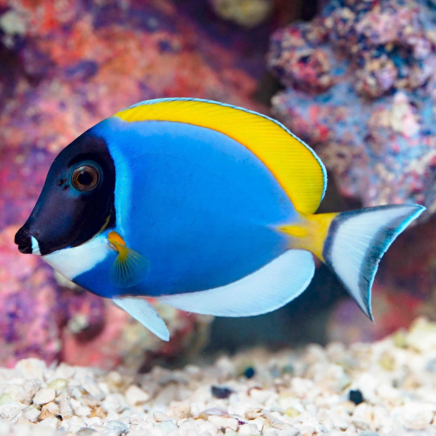 Powder Blue Tang 4.5" WYSIWYG