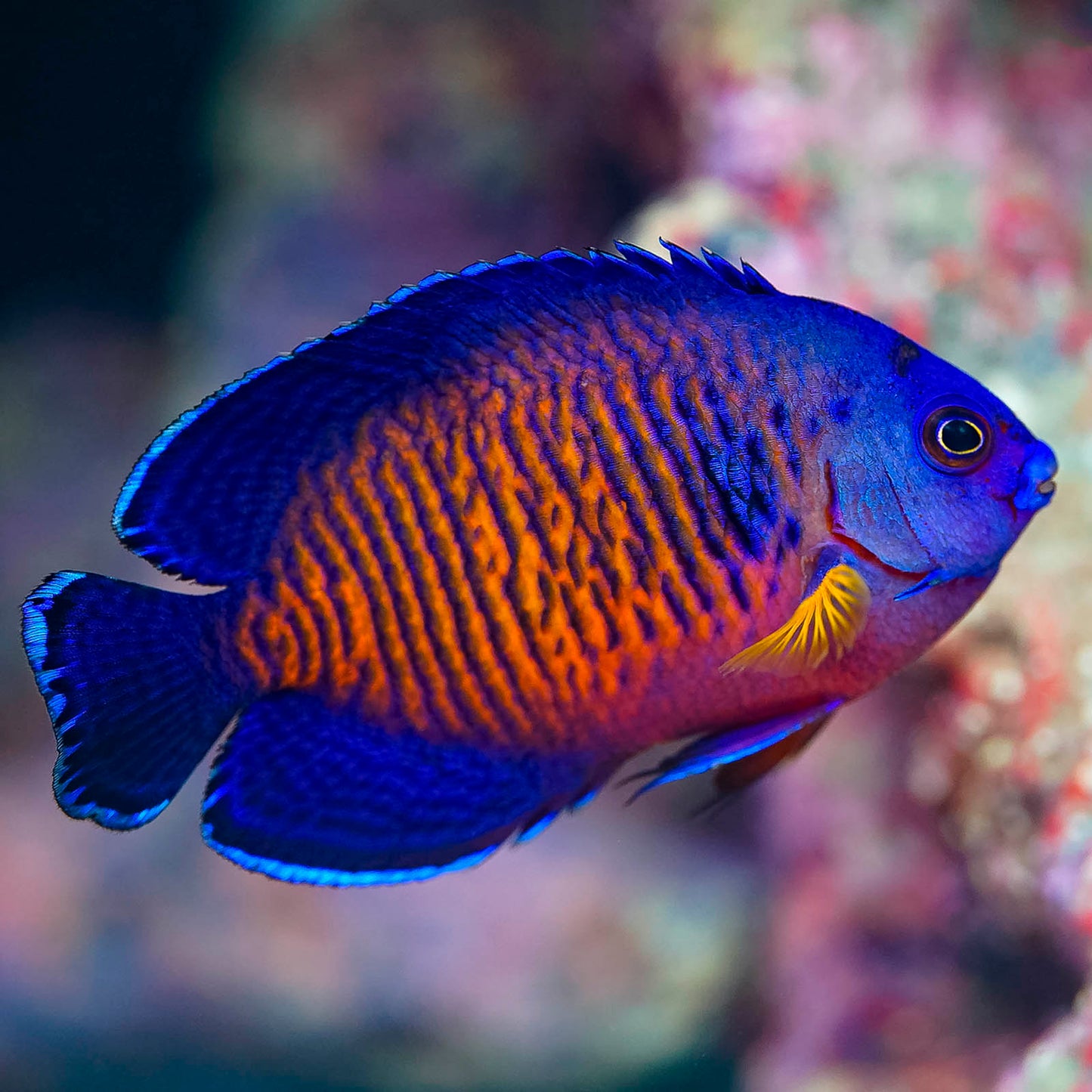 Coral Beauty Angelfish 3.25" WYSIWYG