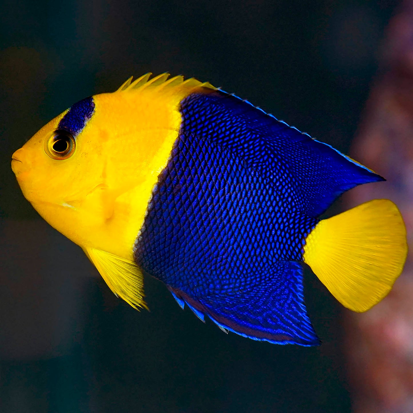 Bicolor Angelfish 2.75" WYSIWYG