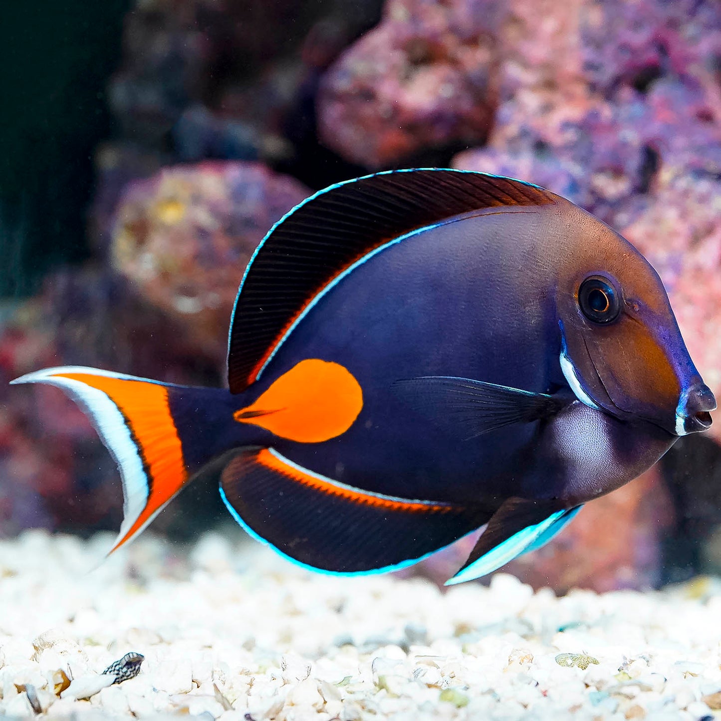 Achilles Tang EXPERT ONLY 5" WYSIWYG