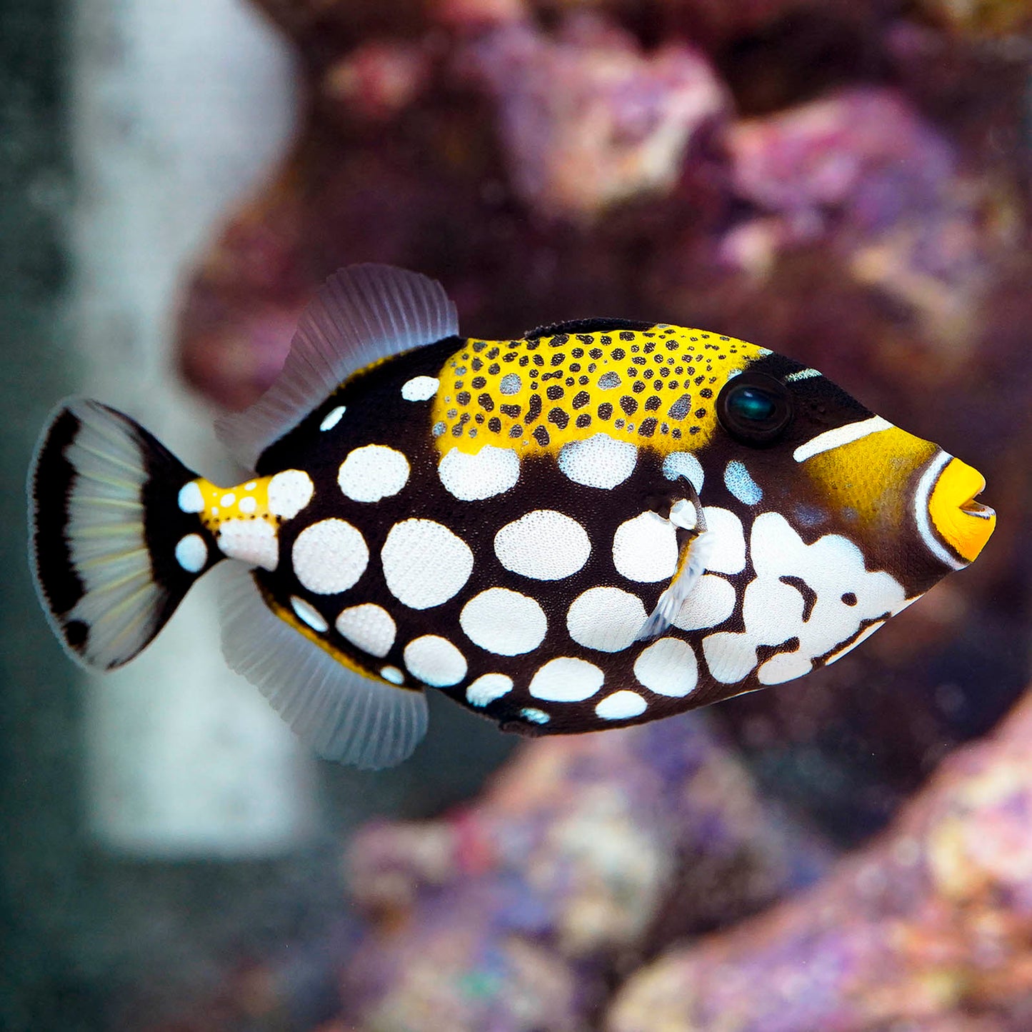 Clown Triggerfish 4.5" WYSIWYG