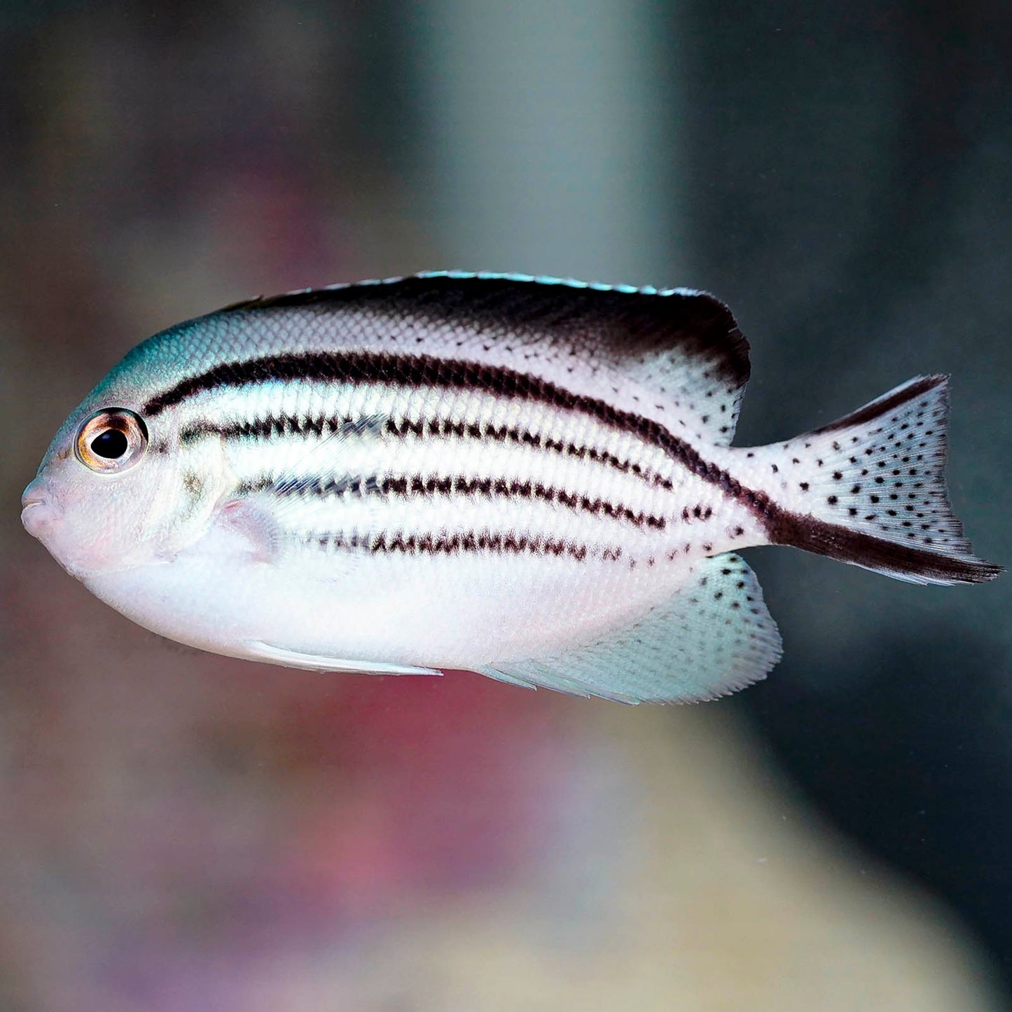 Lamarck's Angelfish 3" WYSIWYG