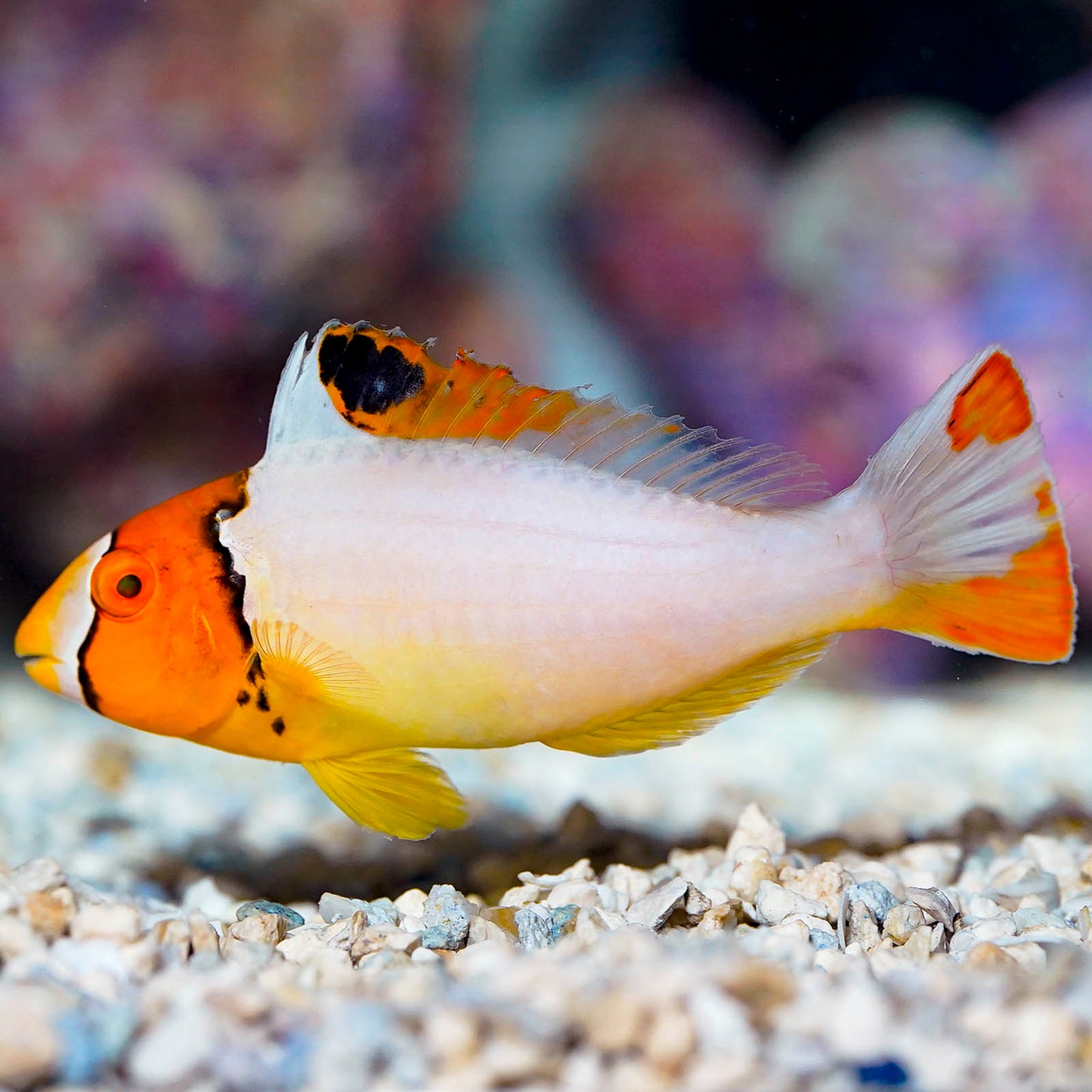 Bicolor Parrotfish 4" WYSIWYG