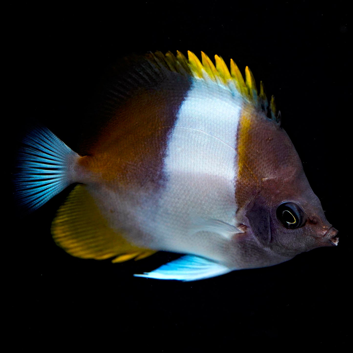 Zoster Butterflyfish 3.25" WYSIWYG