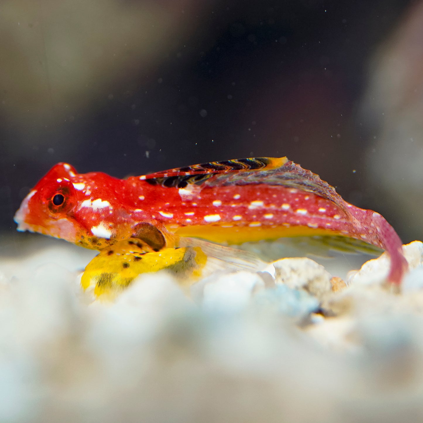 Ruby Red Dragonet 1.25" WYSIWYG
