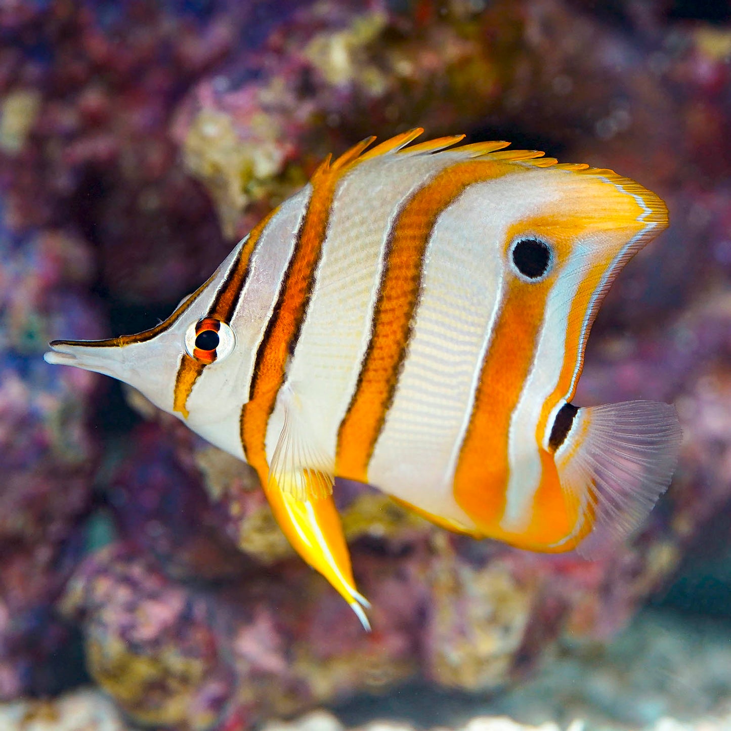 Copperband Butterflyfish 3.25" WYSIWYG