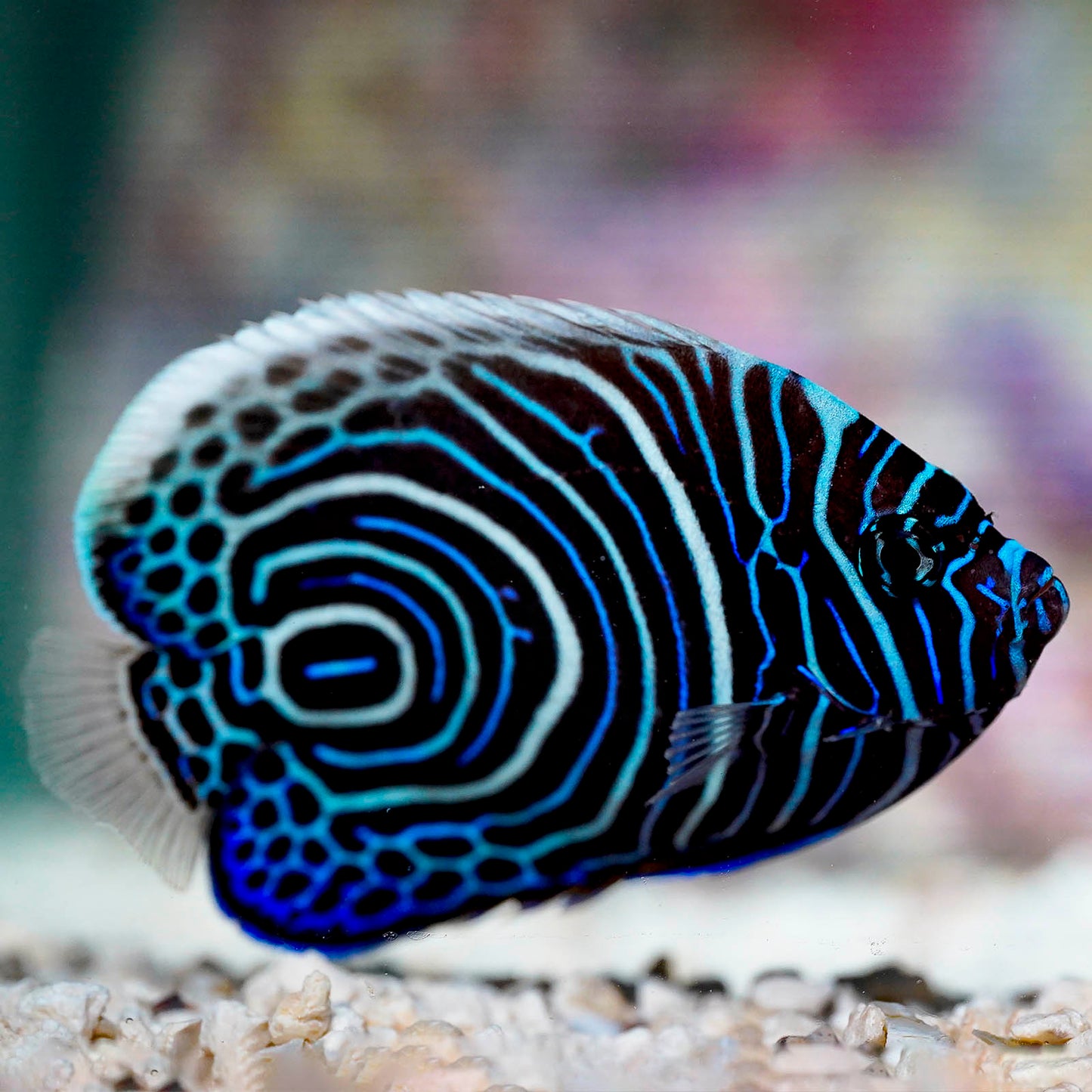 Emperor Angelfish Juvenile 3.75" WYSIWYG