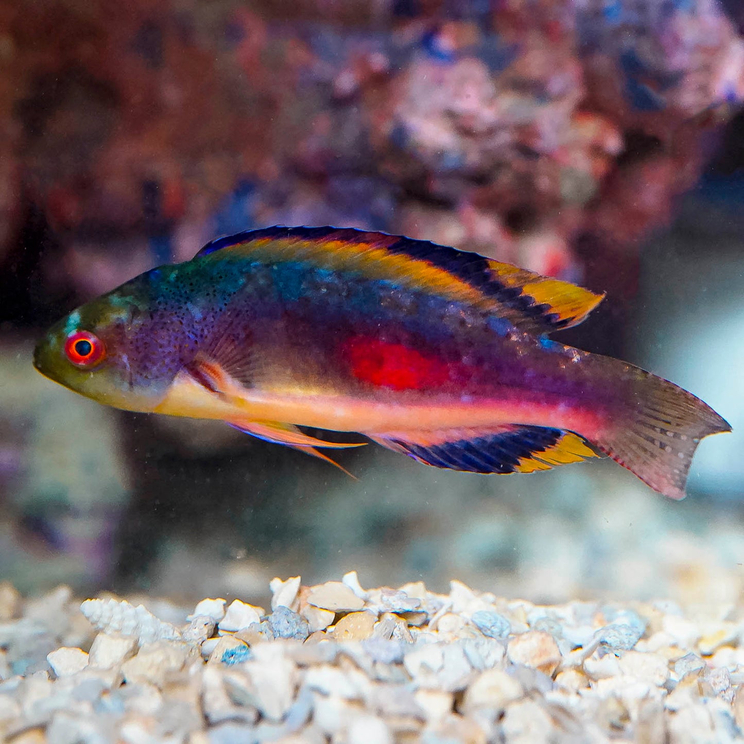 Scott's Fairy Wrasse 3.5" WYSIWYG