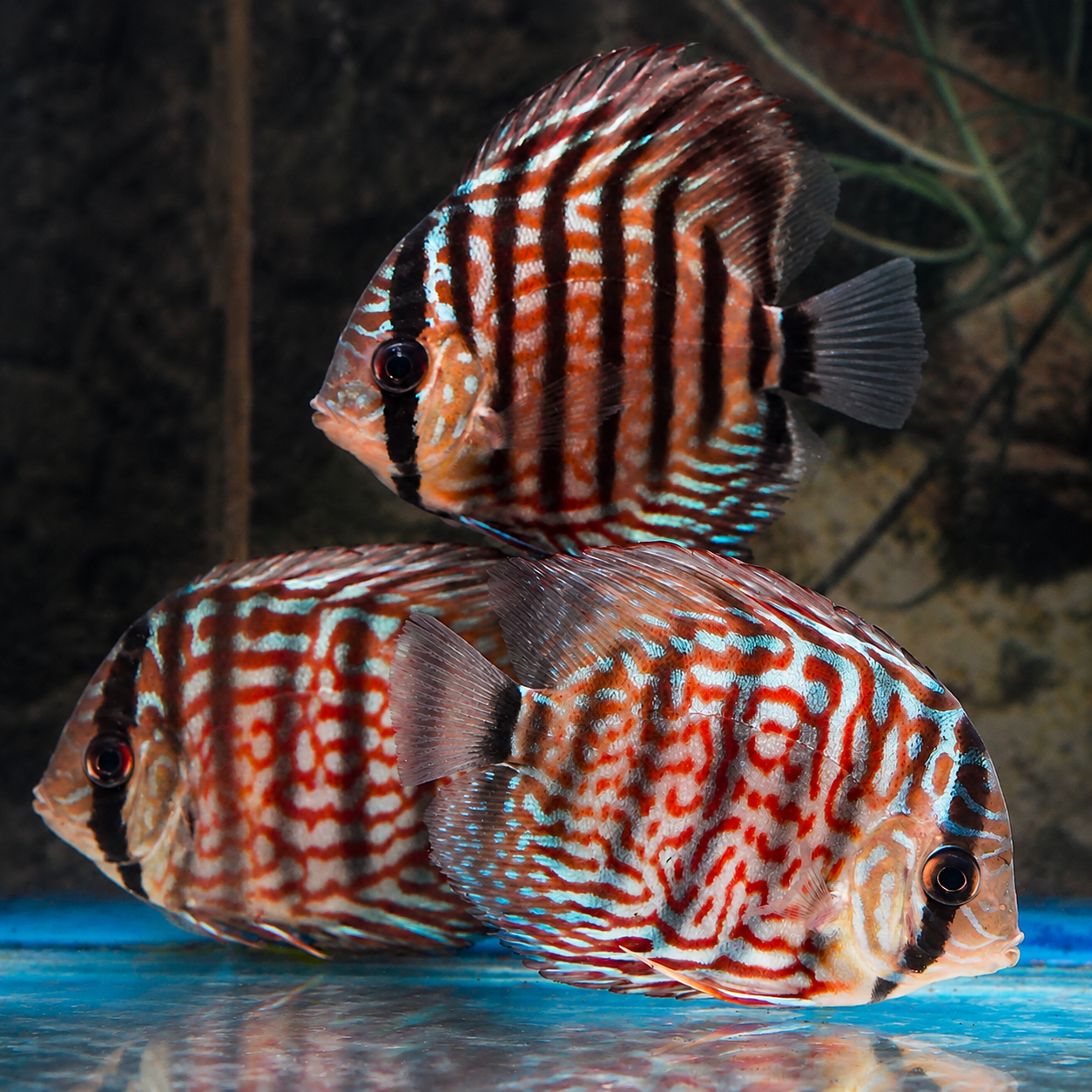 Red Turquoise Discus 3-Lot 3.5" WYSIWYG