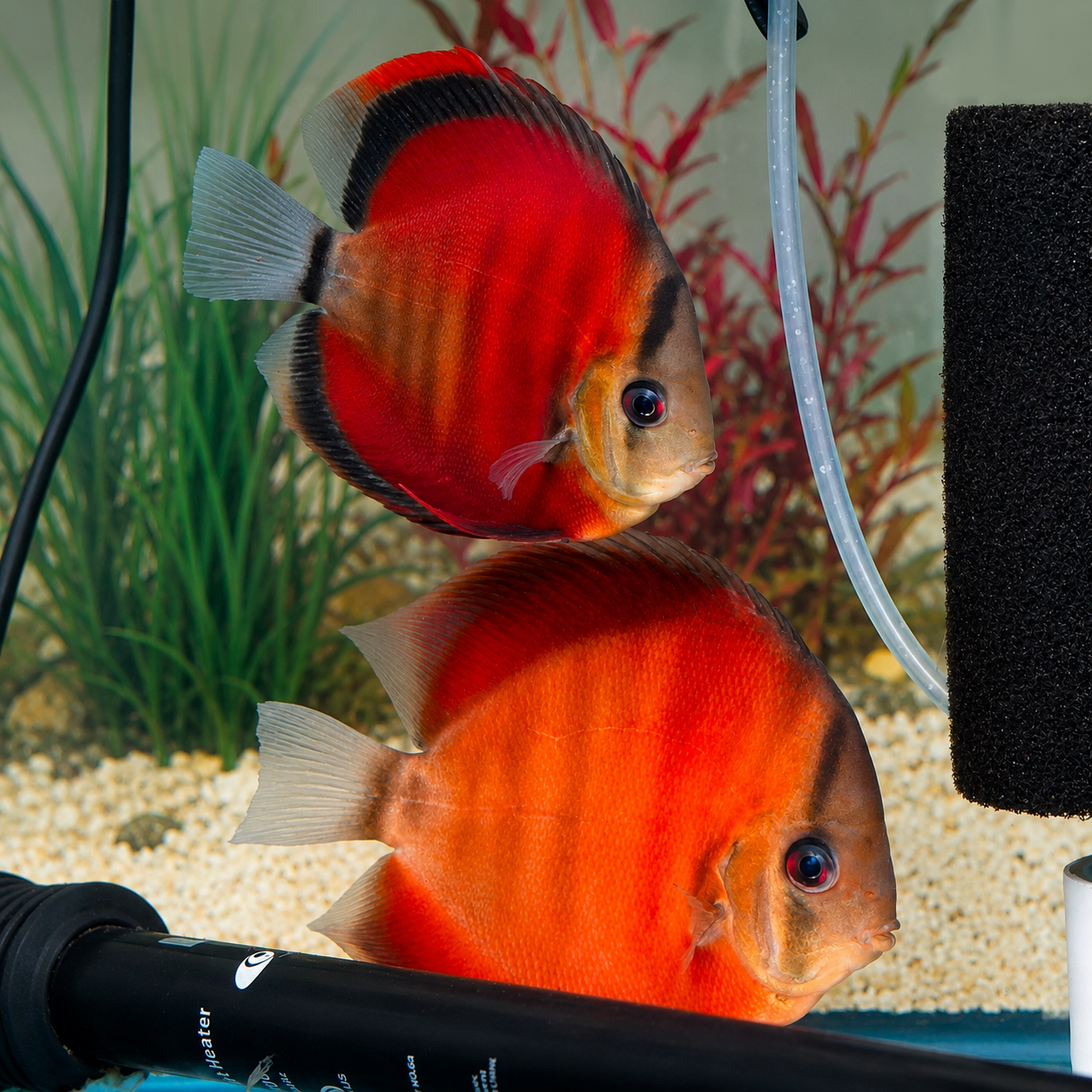Red Marlboro Discus 2-Lot 5" WYSIWYG