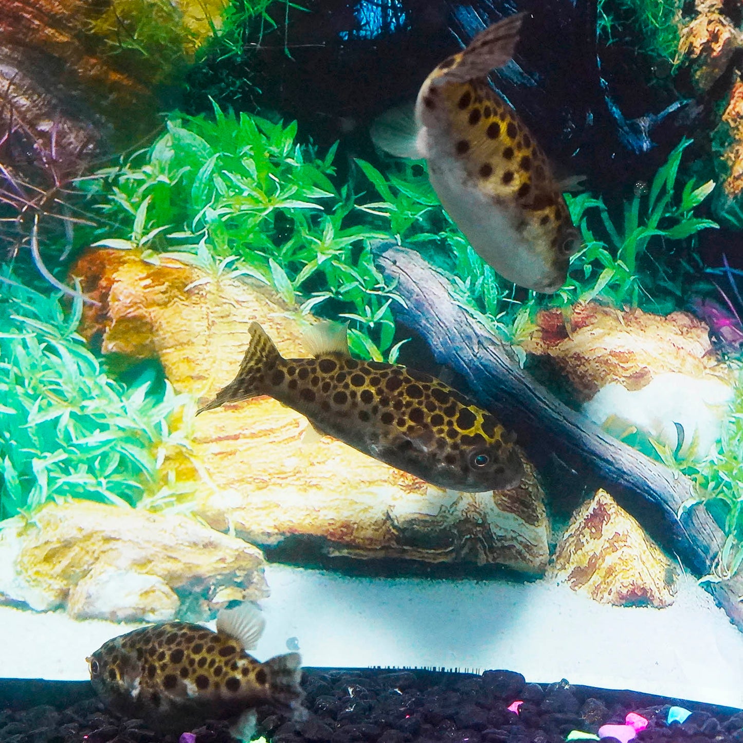 Green Spotted Puffer 2.75" WYSIWYG