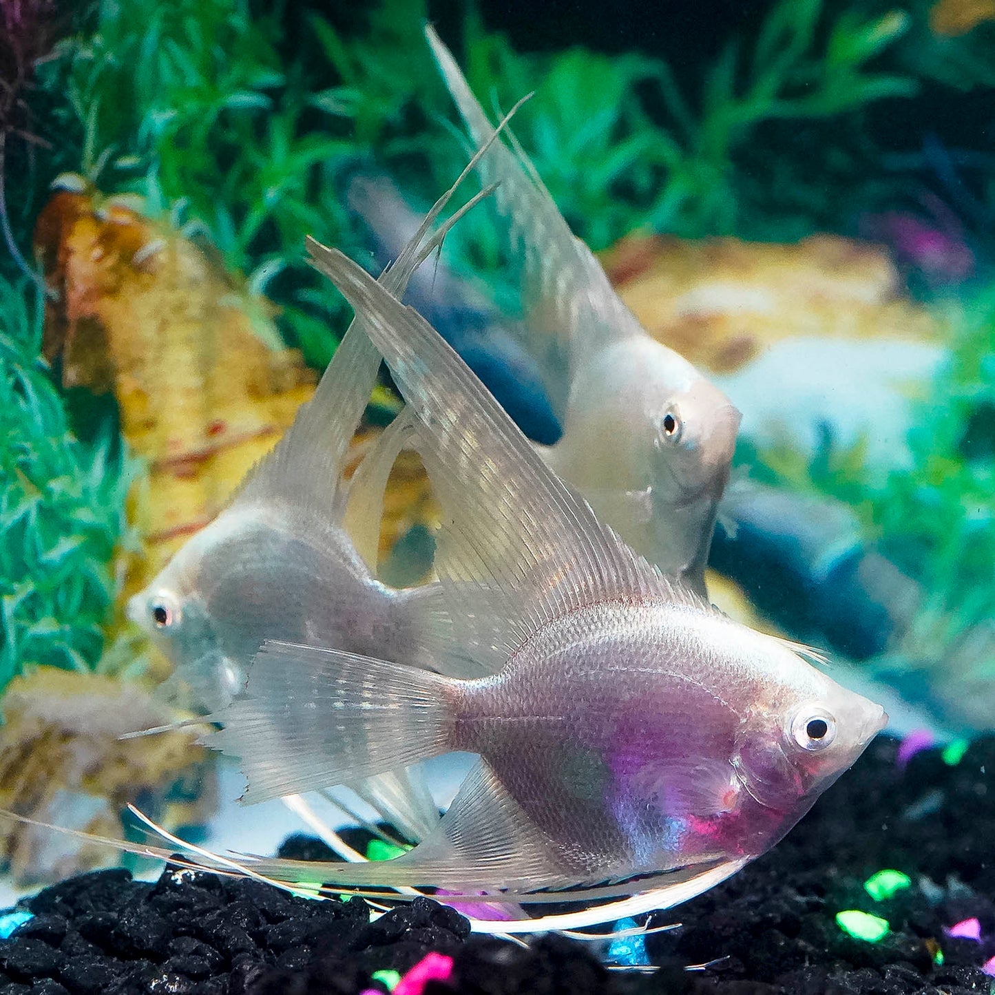 Platinum Longfin Angelfish 3-Lot 2.5" WYSIWYG