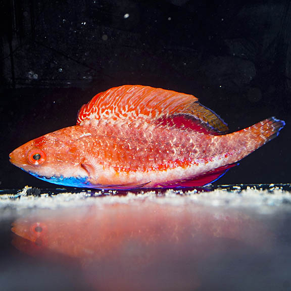 Blue Throat Fairy Wrasse 2.25" WYSIWYG