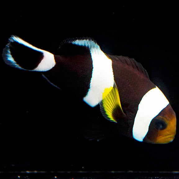 Black Saddleback Clownfish 2.25" WYSIWYG