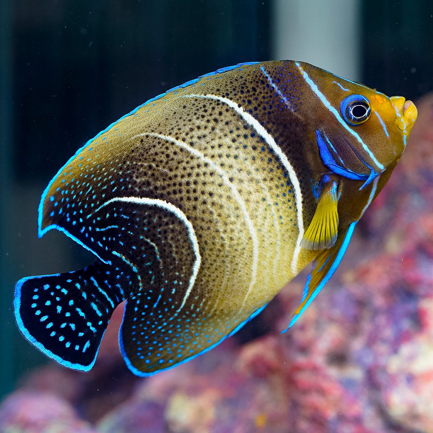 Koran Angelfish 5.5" WYSIWYG