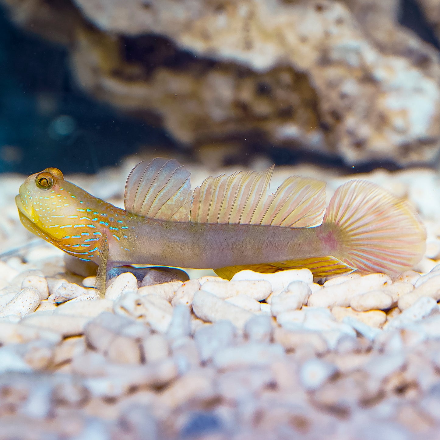 Lagoon Shrimp Goby 3.25" WYSIWYG