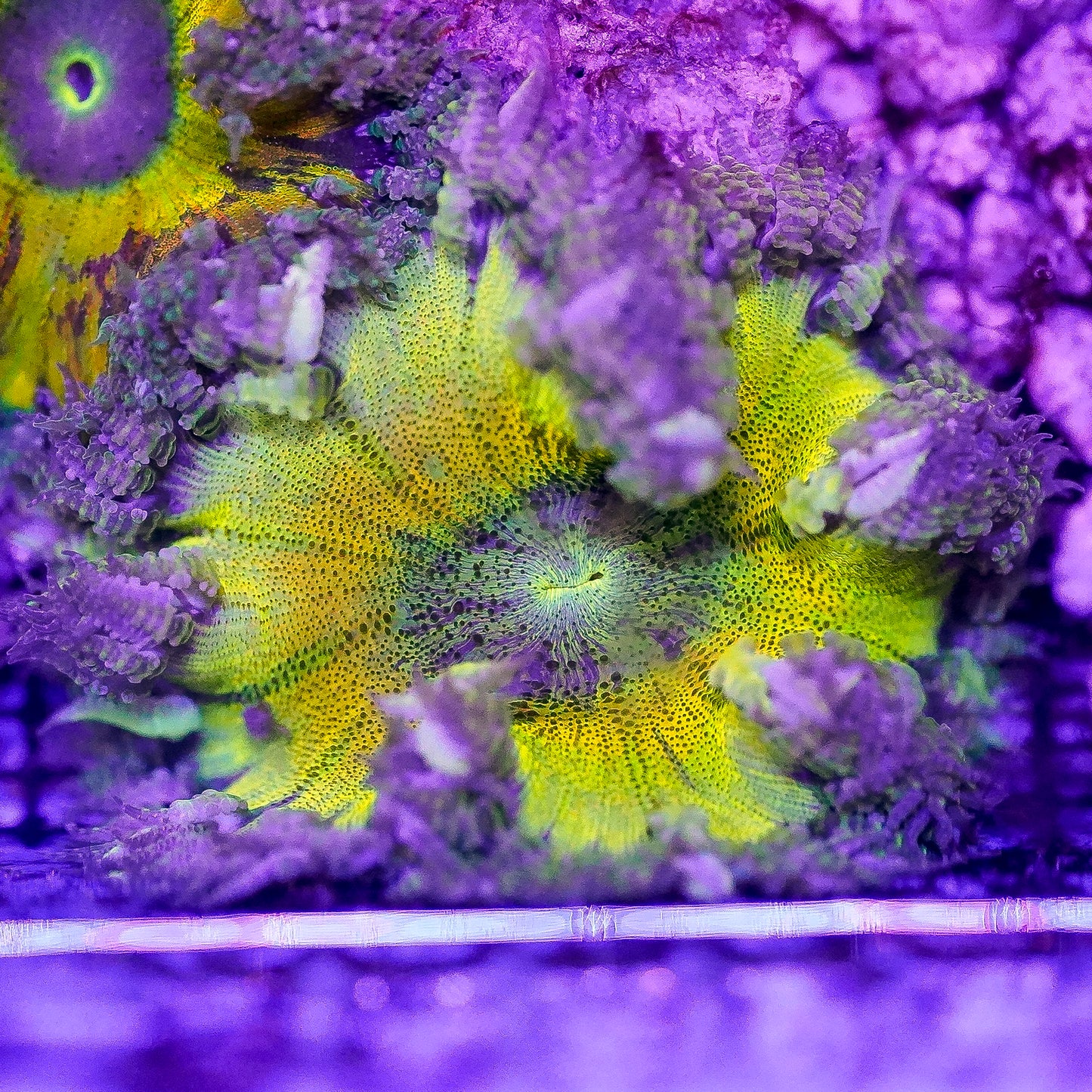 Rock Flower Anemone, Ultra 2" to 3" WYSIWYG