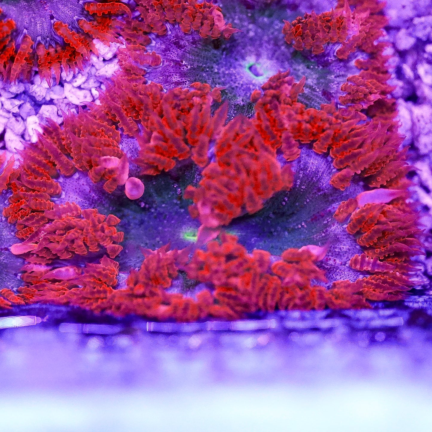 Rock Flower Anemone, Premium 2" to 3" WYSIWYG