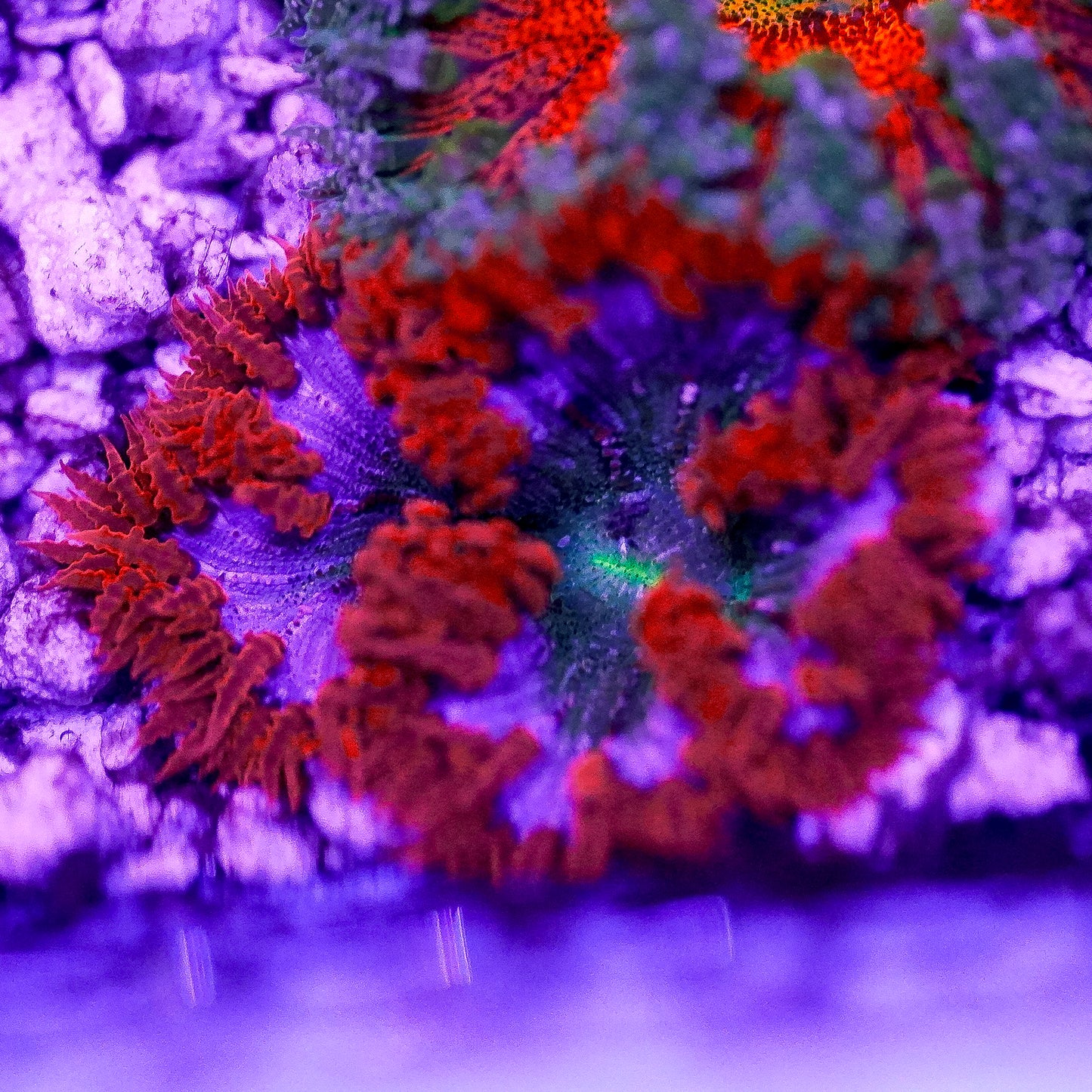 Rock Flower Anemone, Premium 2" to 3" WYSIWYG