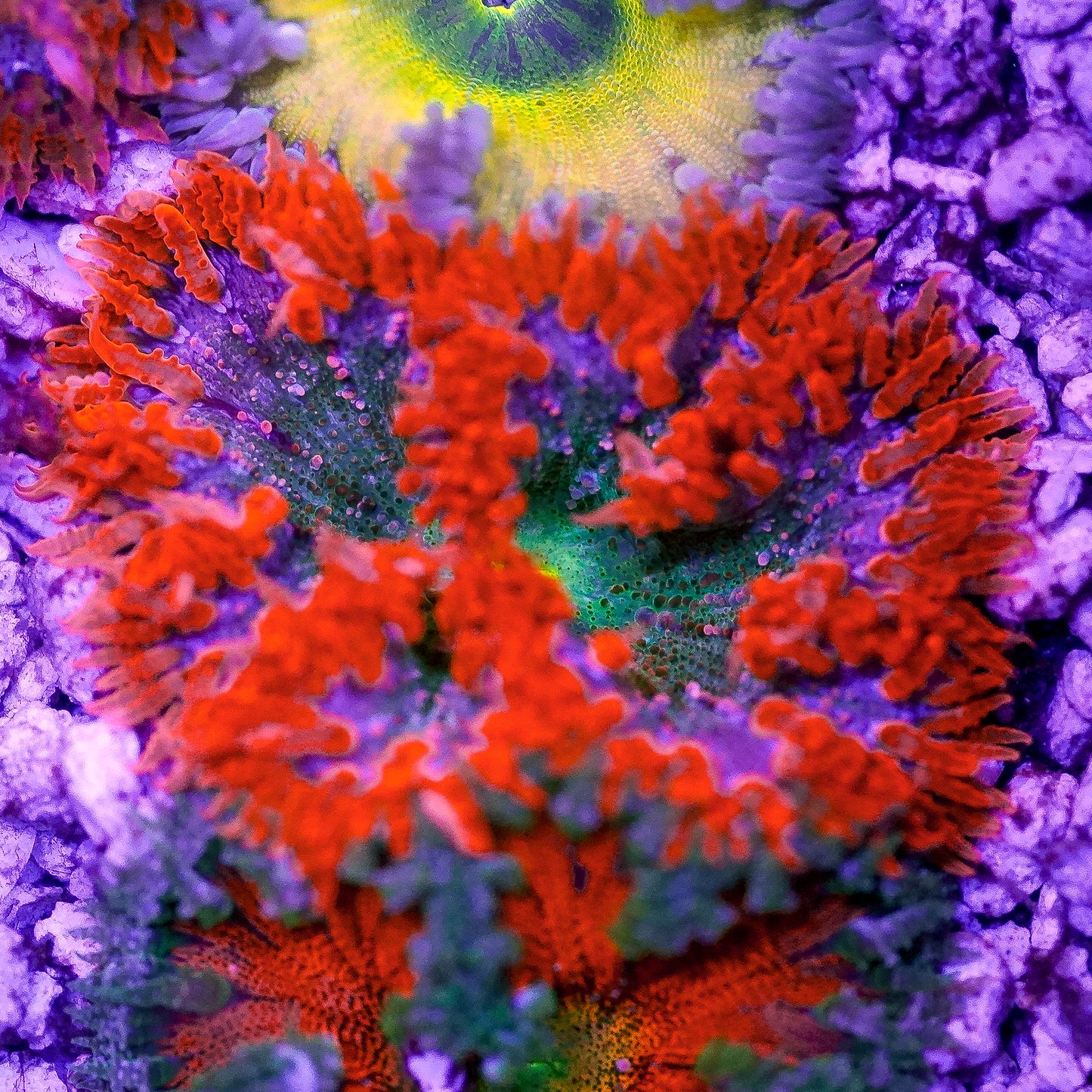 Rock Flower Anemone, Premium 2" to 3" WYSIWYG