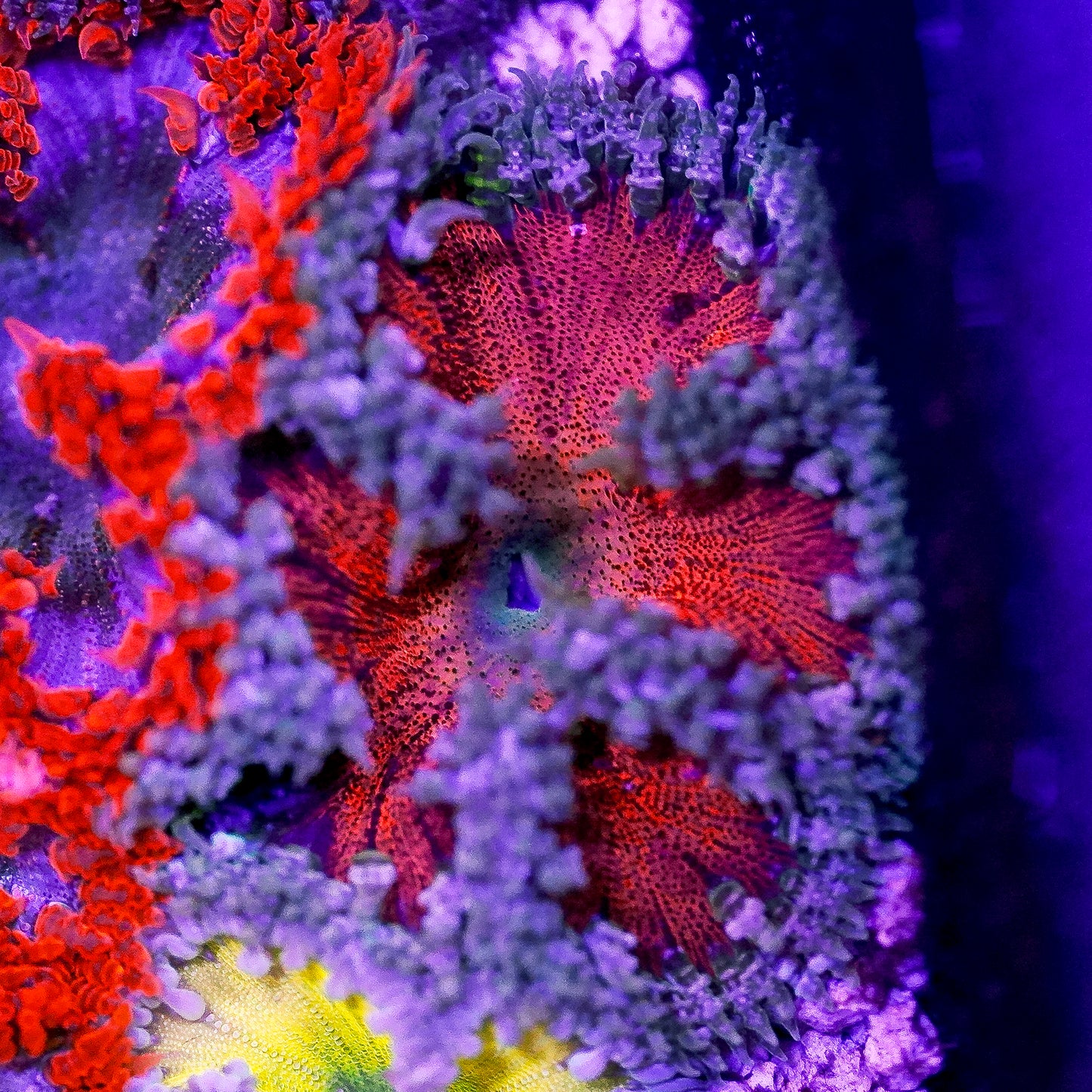 Rock Flower Anemone, Premium 2" to 3" WYSIWYG