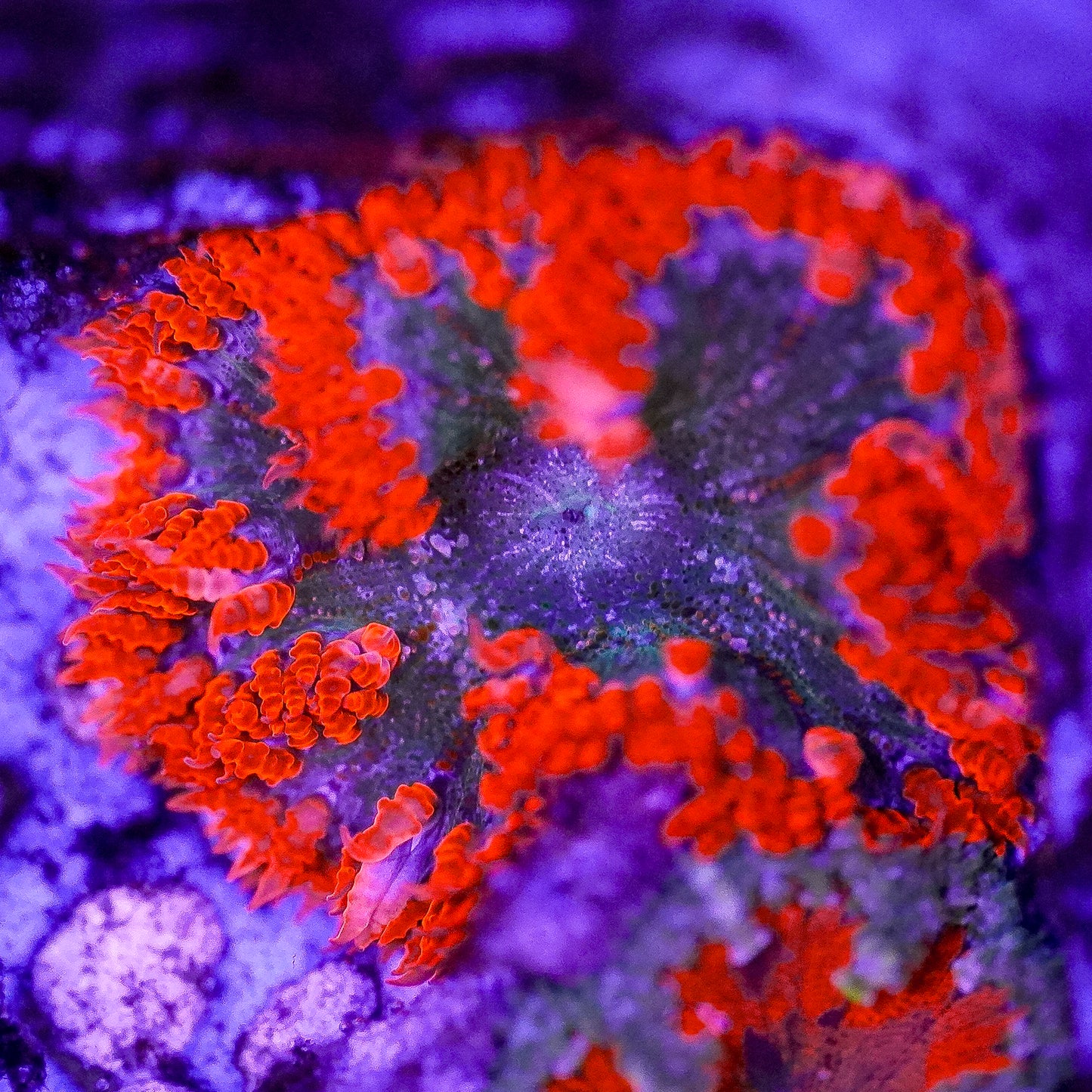 Rock Flower Anemone, Premium 2" to 3" WYSIWYG