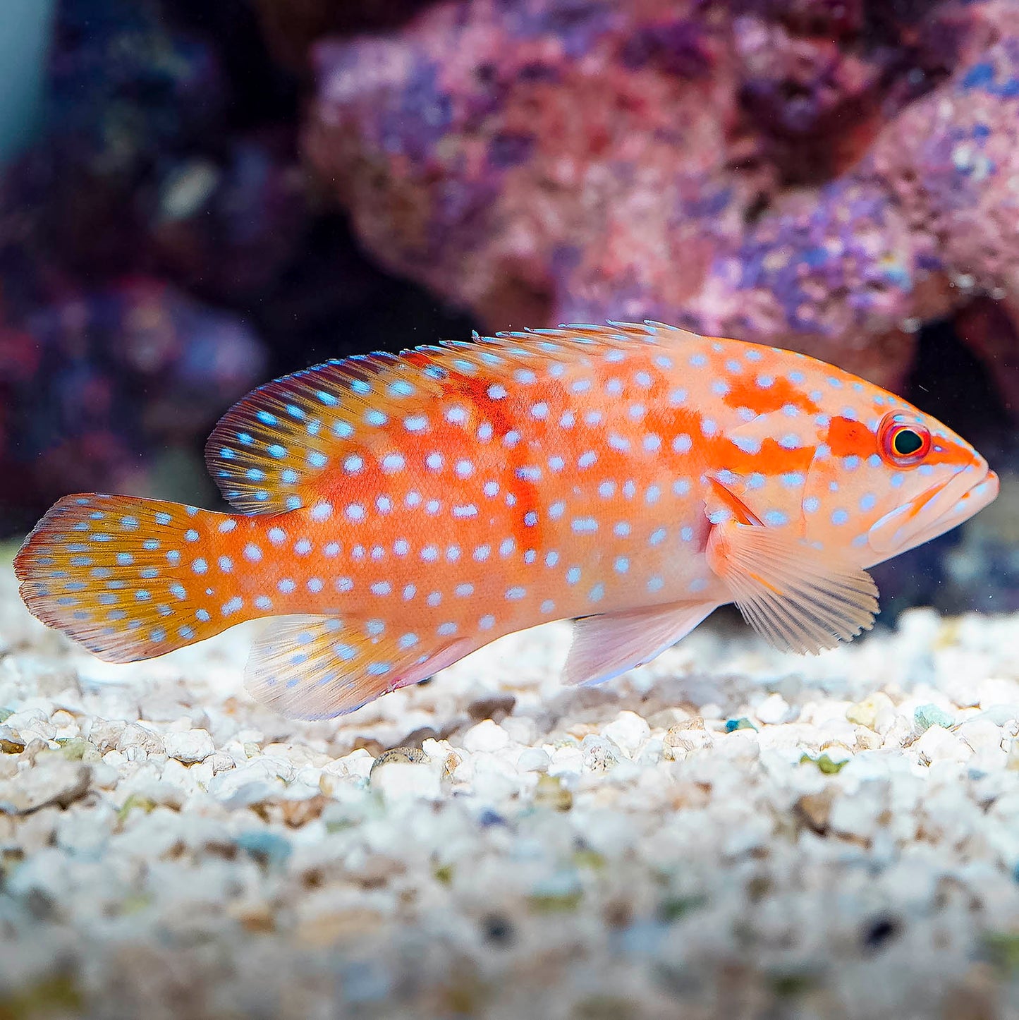 Miniatus Grouper 5.25" WYSIWYG