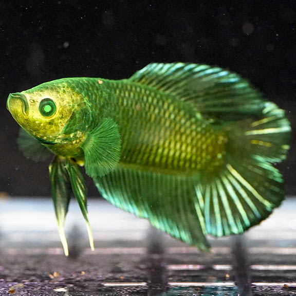 Emerald-Eye Green Plakat Betta