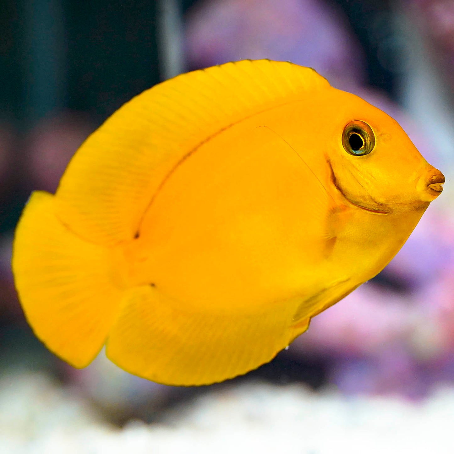 Fijian Mimic Lemon Peel Tang 3.75" WYSIWYG