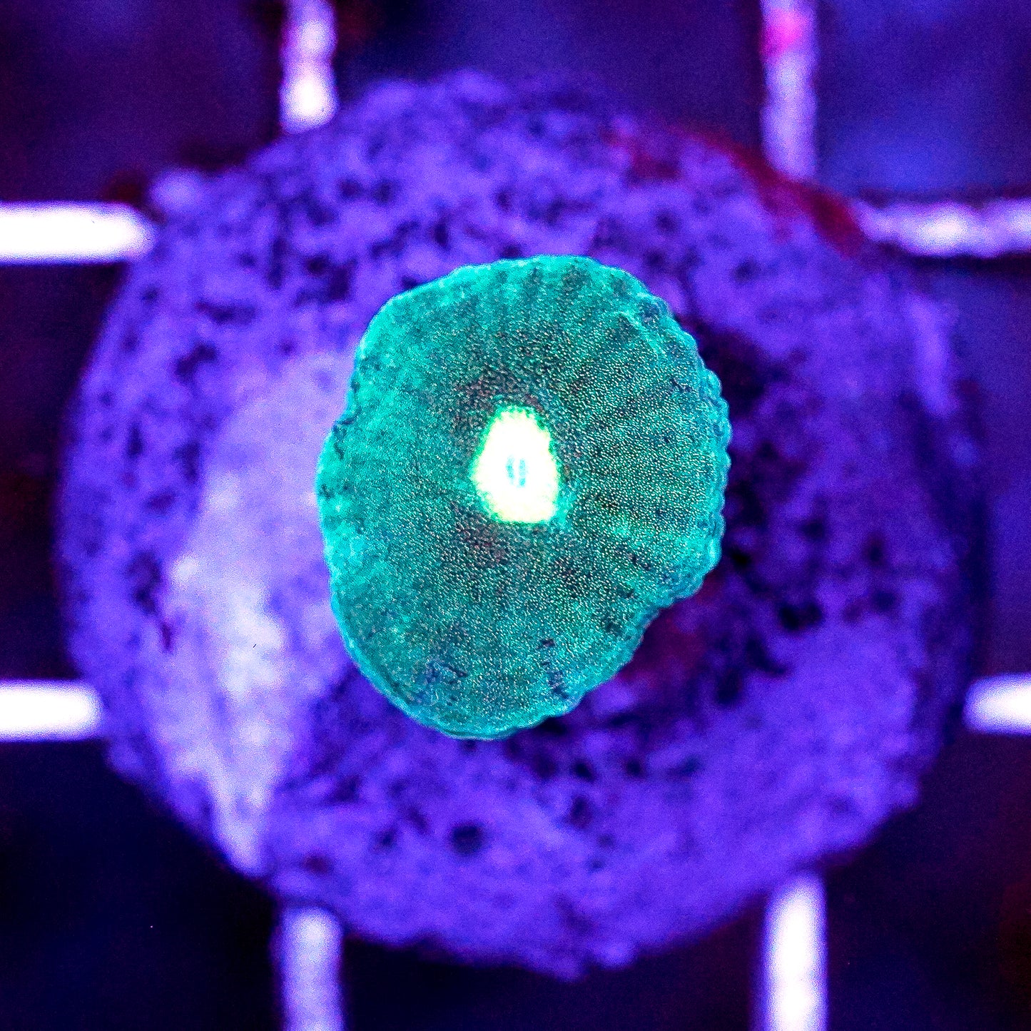 Candy Cane Coral (One Head) Frag - Almost WYSIWYG